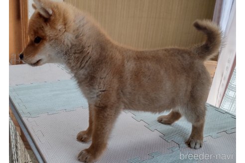成約済の秋田県の柴犬-301170の5枚目