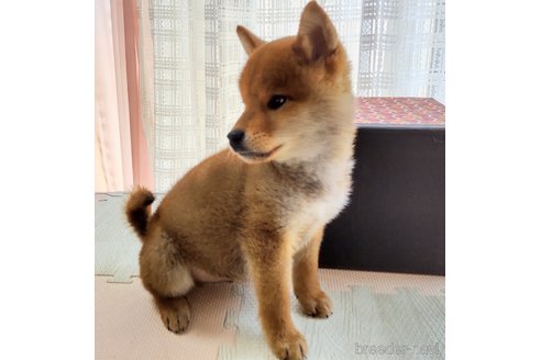 成約済の秋田県の柴犬-301170の4枚目