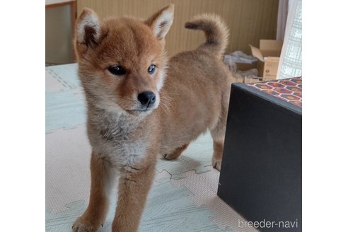 成約済の秋田県の柴犬-301170の3枚目