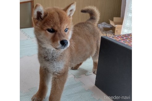 販売中の秋田県の柴犬-301170の3枚目