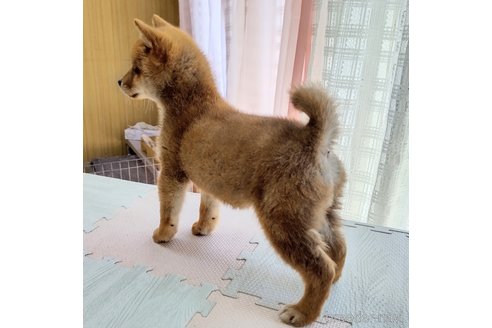 成約済の秋田県の柴犬-301170の2枚目