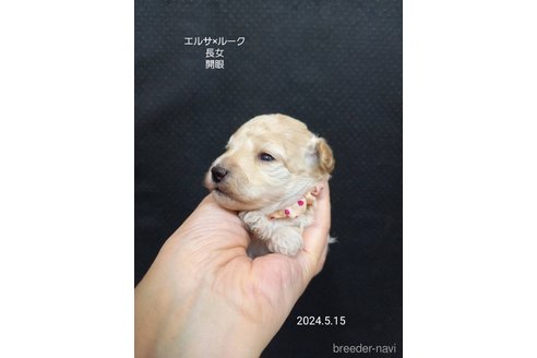 成約済の大阪府のタイニープードル-308552の12枚目