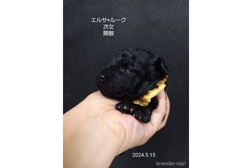 成約済の大阪府のタイニープードル-308554の11枚目