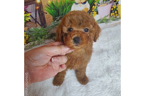 成約済の埼玉県のトイプードル-311292の1枚目