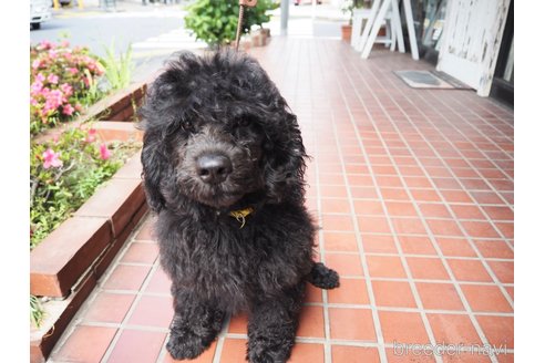 成約済の東京都のその他の犬種-298701の8枚目