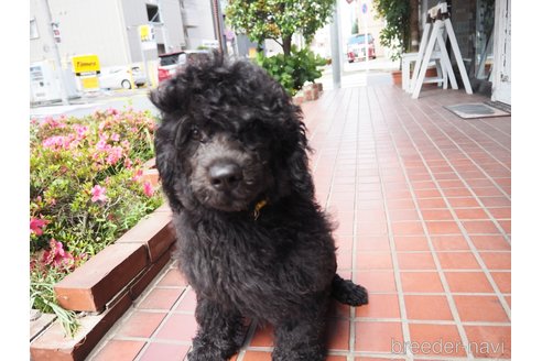 成約済の東京都のその他の犬種-298701の7枚目