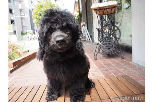 成約済の東京都のその他の犬種-298701の5枚目