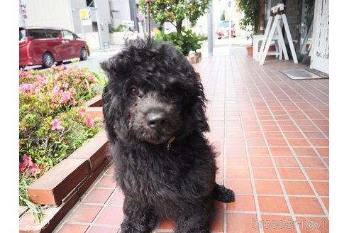 成約済の東京都のその他の犬種-298701の4枚目