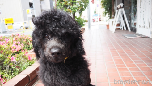 成約済の東京都のその他の犬種-298701の3枚目