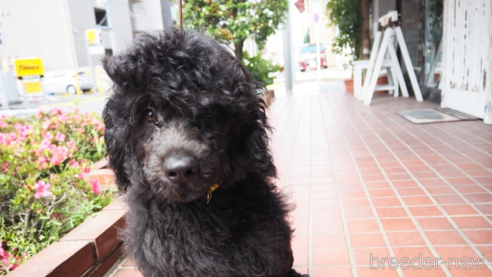 販売中の東京都のその他の犬種-298701