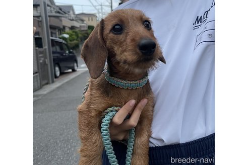 成約済の千葉県のカニンヘンダックスフンド(ワイヤーヘアード)-295529の2枚目
