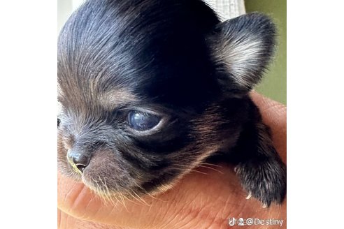 成約済の兵庫県のチワワ(ロングコート)-311804の3枚目