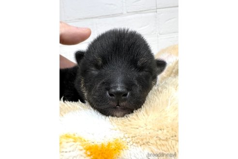 成約済の愛知県の豆柴-311822の6枚目