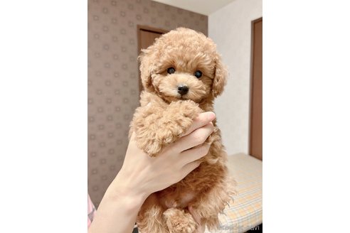 成約済の岐阜県のティーカッププードル-309174の3枚目