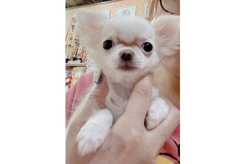 成約済の埼玉県のチワワ(ロングコート)-301004の2枚目