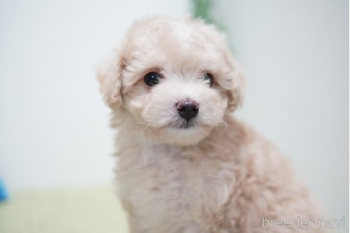 成約済の神奈川県のマルプー:マルチーズ×トイプードル-311872の2枚目