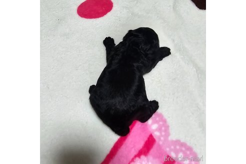 成約済の岡山県のトイプードル-311889の25枚目