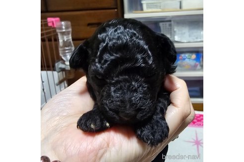 成約済の岡山県のトイプードル-311889の26枚目