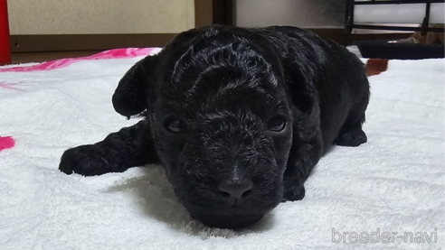 成約済の岡山県のトイプードル-311889の24枚目