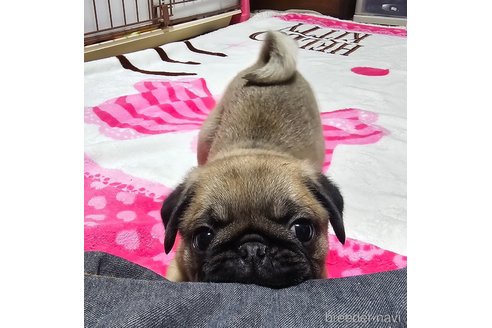 成約済の岡山県のパグ-304624の11枚目