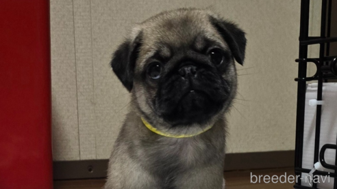 成約済の岡山県のパグ-304624の10枚目