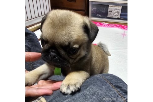 成約済の岡山県のパグ-304620の13枚目