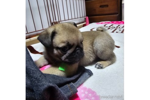 成約済の岡山県のパグ-304620の12枚目