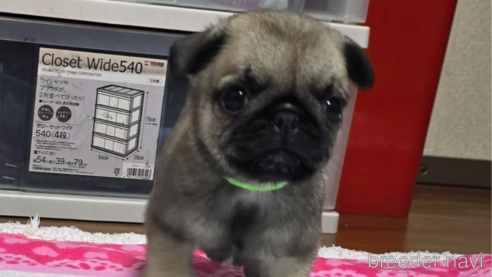 成約済の岡山県のパグ-304620の11枚目