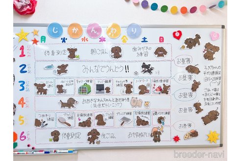成約済の栃木県のチワプー:チワワ×トイプードル-311704の2枚目