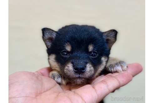 成約済の茨城県の豆柴-311905の2枚目