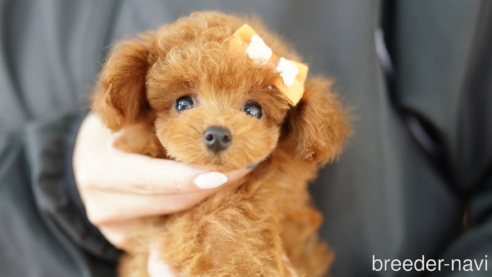 成約済の埼玉県のトイプードル-310820の1枚目