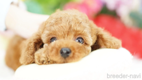 成約済の埼玉県のトイプードル-308921の1枚目