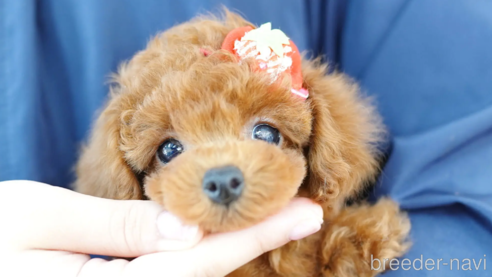 成約済の埼玉県のトイプードル-310816の1枚目