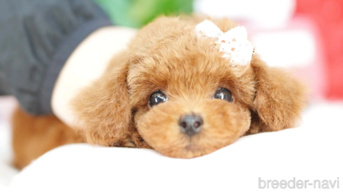 成約済の埼玉県のトイプードル-310810