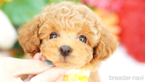 成約済の埼玉県のトイプードル-308924