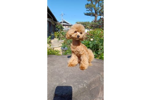 成約済の大阪府のタイニープードル-283813の6枚目