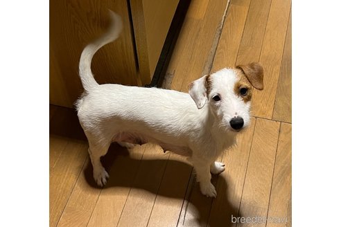 しゅらちゃん1枚目