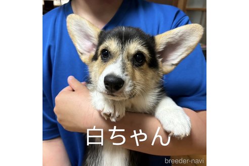 成約済の茨城県のウェルシュコーギーペンブローク-303974の1枚目