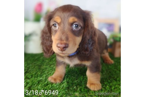 成約済の埼玉県のミニチュアダックスフンド(ロングヘアード)-311980の7枚目