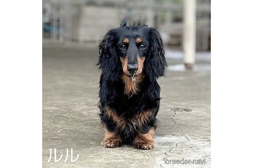 ルルちゃん1枚目