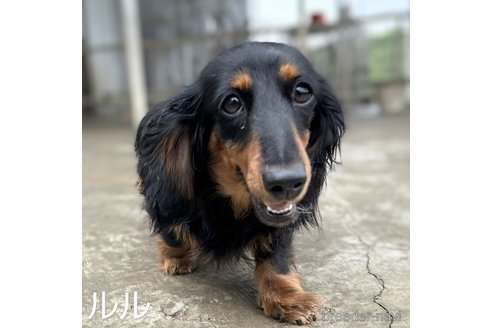 ルルちゃん1枚目