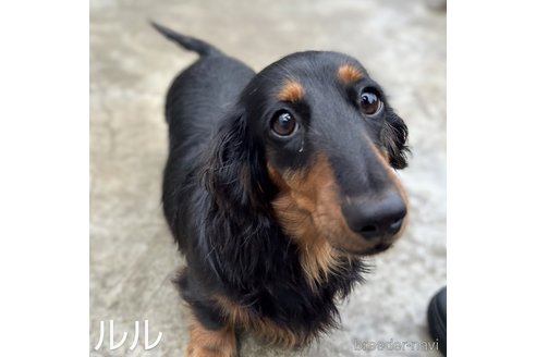 ルルちゃん1枚目