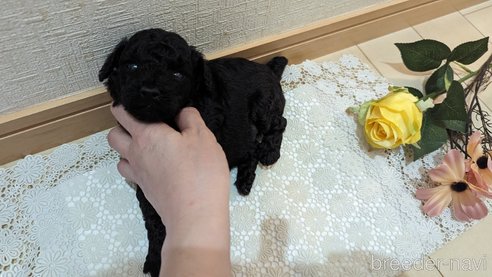 成約済の広島県のトイプードル-311253の111枚目
