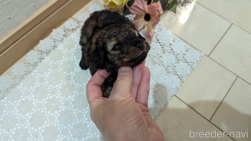 成約済の広島県のトイプードル-311251の29枚目