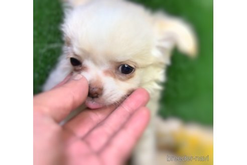 成約済の千葉県のチワワ(ロングコート)-306018の19枚目