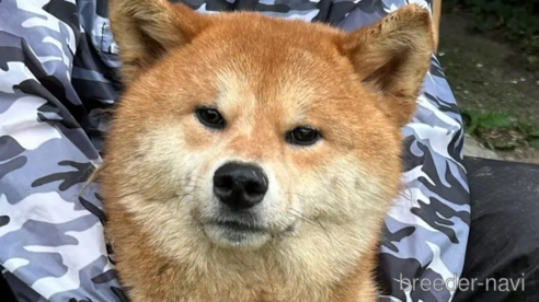 成約済の福岡県のミックス犬-305389の1枚目