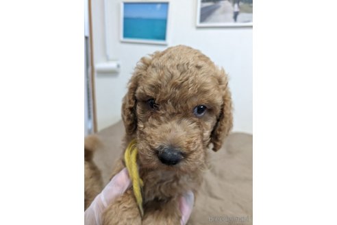 成約済の岡山県のミディアムプードル-305428の2枚目