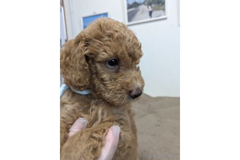 成約済の岡山県のミディアムプードル-304221の2枚目