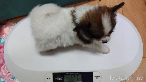 成約済の千葉県のパピヨン-307124の19枚目