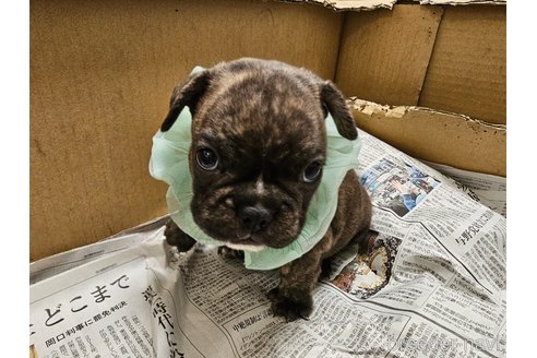 成約済の愛知県のフレンチブルドッグ-309795の6枚目
